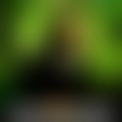 luciernaga-night-presenta-mijangos